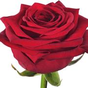 1 plain Red Rose (de-thorned)
